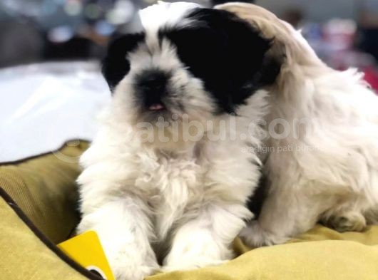 Vonalp Pet Garanti̇si̇yle Shih Tzu Yavrulari görsel