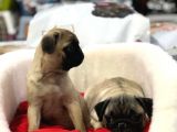 Vonalp Pet Garanti̇si̇yle Saf Irk Pug Bebekler