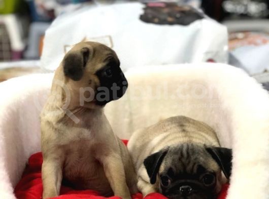 Vonalp Pet Garanti̇si̇yle Saf Irk Pug Bebekler görsel