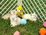 Silver Shaded British Shorthair Yavrular
