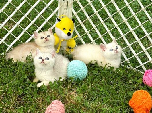 Silver Shaded British Shorthair Yavrular görsel