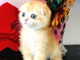 Scottish fold golden ny12