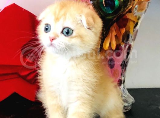 Scottish Fold Golden Ny12