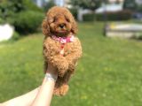 Güzeller Güzeli̇ Di̇şi̇ Poodle Yavrumuz A Kali̇te