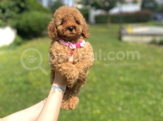 Güzeller Güzeli̇ Di̇şi̇ Poodle Yavrumuz A Kali̇te görsel