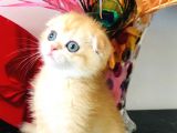Scottish Fold Golden Ny12