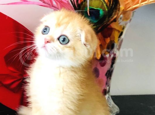 Scottish Fold Golden Ny12 görsel