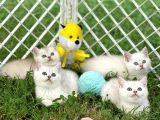 Silver shaded british shorthair yavrular