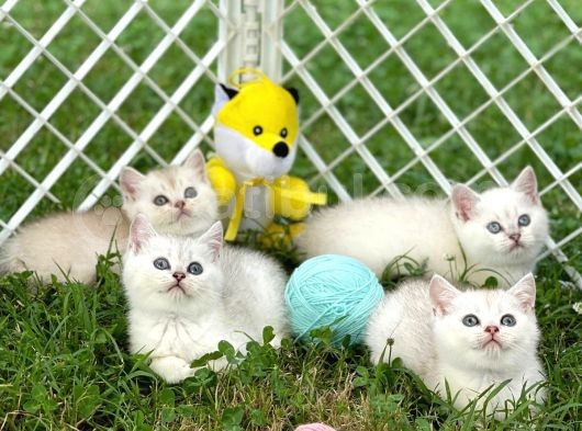 Silver Shaded British Shorthair Yavrular