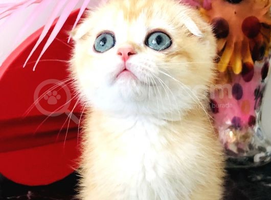 Scottish Fold Golden Ny12 görsel