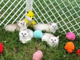 Silver Shaded British Shorthair Yavrular