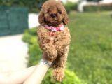 GÜZELLER GÜZELİ DİŞİ POODLE YAVRUMUZ A KALİTE