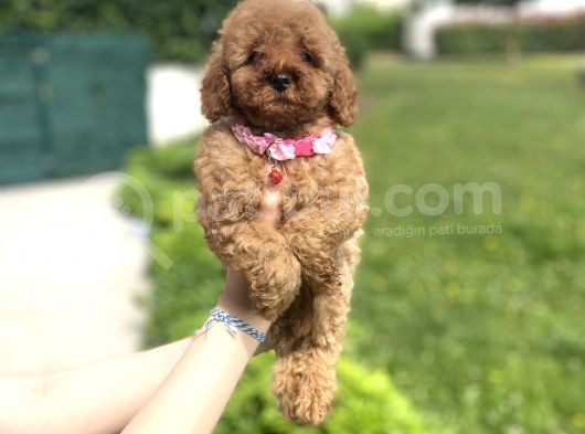 Güzeller Güzeli̇ Di̇şi̇ Poodle Yavrumuz A Kali̇te