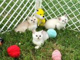 Silver Shaded British Shorthair Yavrular