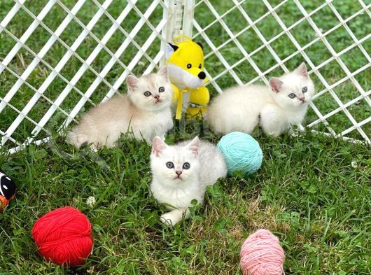 Silver Shaded British Shorthair Yavrular görsel