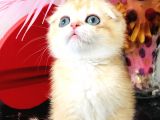 Scottish Fold Golden Ny12