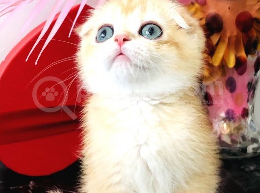 Scottish Fold Golden Ny12 görsel