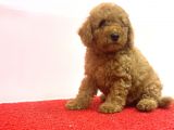 Çeşi̇t Çeşi̇t Toy Poodle Bebekler