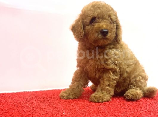 Çeşi̇t Çeşi̇t Toy Poodle Bebekler görsel