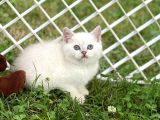 Silver Shaded British Shorthair Yavrular