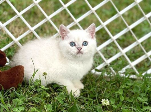 Silver Shaded British Shorthair Yavrular görsel