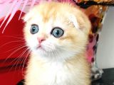 Scottish Fold Golden Ny12