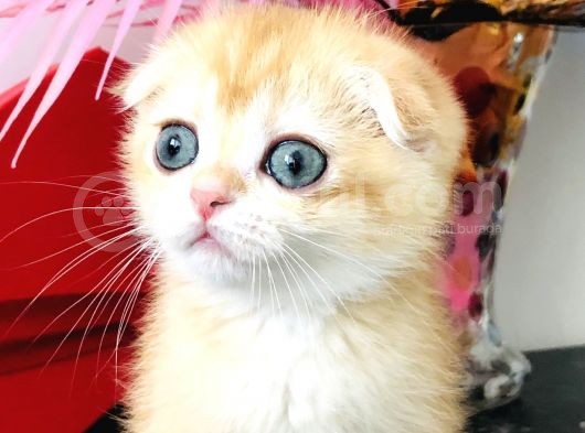 Scottish Fold Golden Ny12 görsel