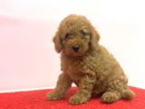 Çeşi̇t Çeşi̇t Toy Poodle Bebekler