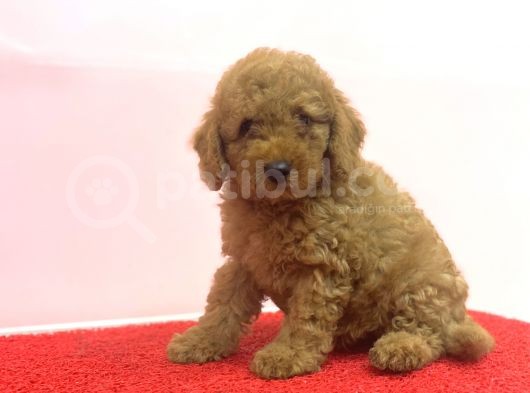 Çeşi̇t Çeşi̇t Toy Poodle Bebekler görsel