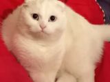 Hemen Teslım Scottish Fold