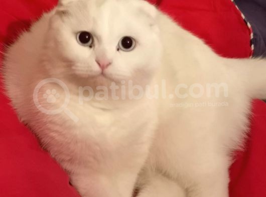 Hemen Teslım Scottish Fold görsel