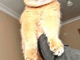 Hemen Teslım Scottish Fold