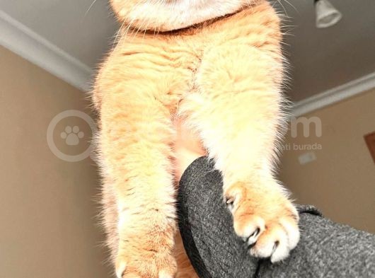 Hemen Teslım Scottish Fold görsel
