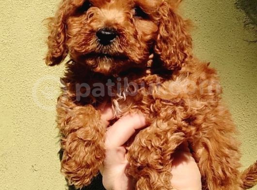 Sağlık Garantili Toy Poodle Yavrularımız görsel