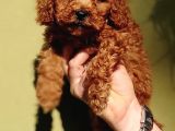 Sağlık garantili toy poodle yavrularımız