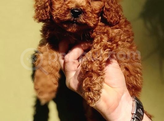 Sağlık Garantili Toy Poodle Yavrularımız