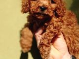 Sağlık Garantili Toy Poodle Yavrularımız