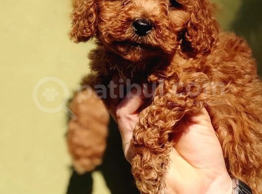 Sağlık Garantili Toy Poodle Yavrularımız görsel