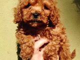 Sağlık Garantili Toy Poodle Yavrularımız
