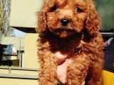 Sağlık Garantili Toy Poodle Yavrularımız