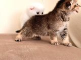 Hemen Teslım Scottish Fold