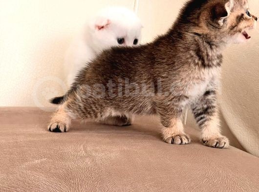 Hemen Teslım Scottish Fold görsel