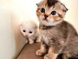 Hemen Teslım Scottish Fold