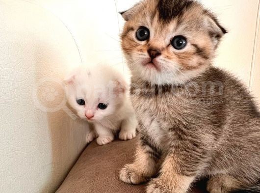 Hemen Teslım Scottish Fold görsel