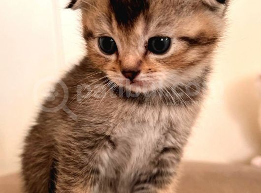 Hemen Teslım Scottish Fold