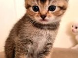 Hemen Teslım Scottish Fold