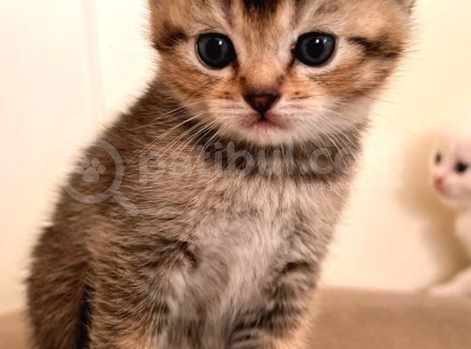 Hemen Teslım Scottish Fold görsel