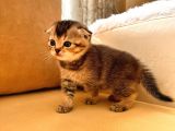 Hemen Teslım Scottish Fold