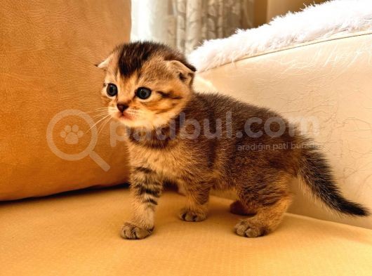 Hemen Teslım Scottish Fold görsel