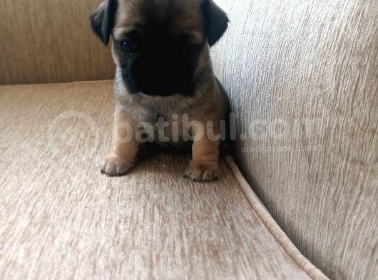 Safkan Pug Mops Bebekler görsel